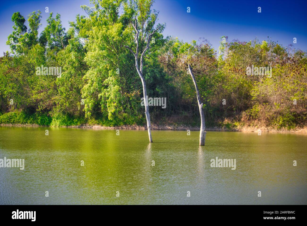 Questa foto unica mostra uno dei bellissimi laghi naturali della Thailandia di Hua Hin alla cascata Palau che si sta sviluppando fuori dal tronco dell'albero! Foto Stock