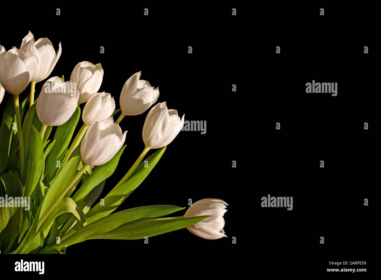 Mazzo di tulipani bianchi isolato su sfondo nero con spazio di copia Foto Stock