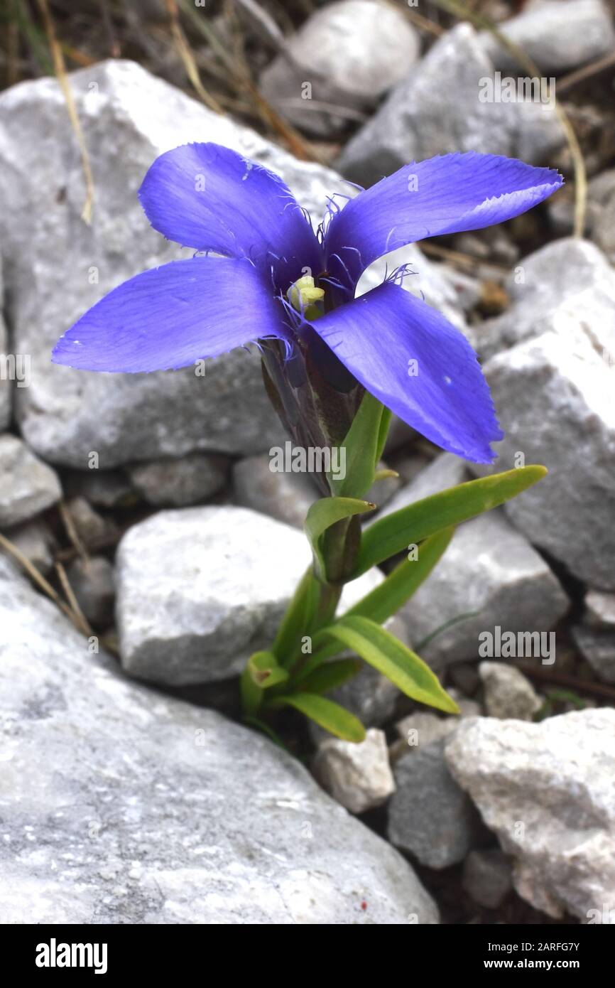 Gefranster Enzian, Gentile Ciliata Foto Stock