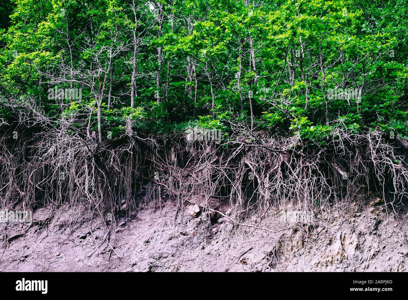 I cambiamenti climatici influenzano la natura e la foresta Foto Stock