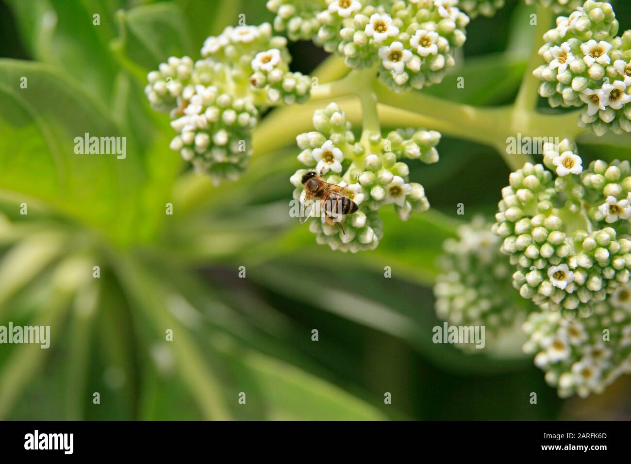 Ape raccolta nettare da fiore, Isola di Curieuse, Seychelles. Foto Stock
