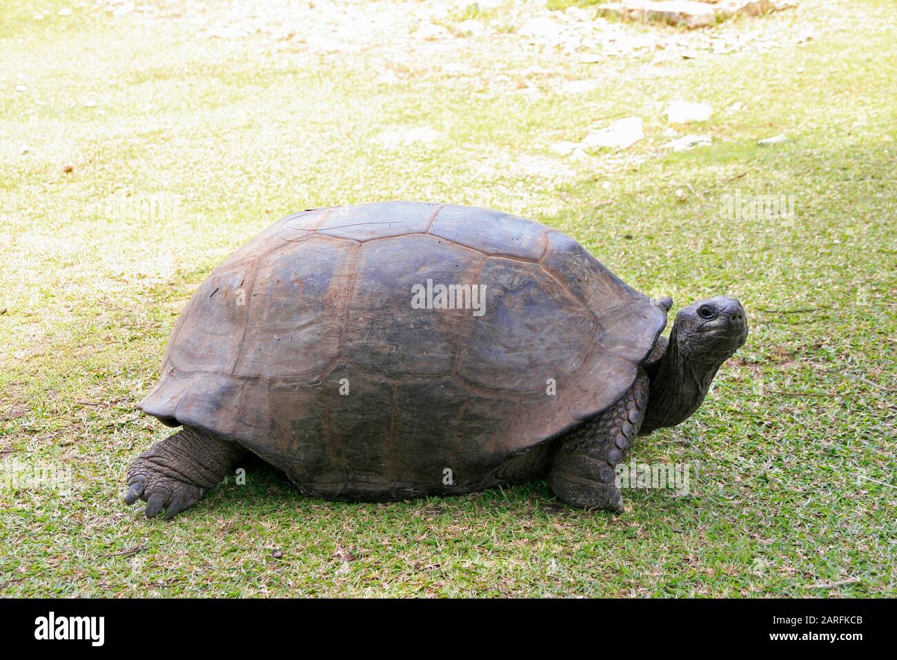 Aldabra tartaruga gigante sull'erba, (Aldabrachelys gigantea), Curieuse Island, Seychelles. Foto Stock