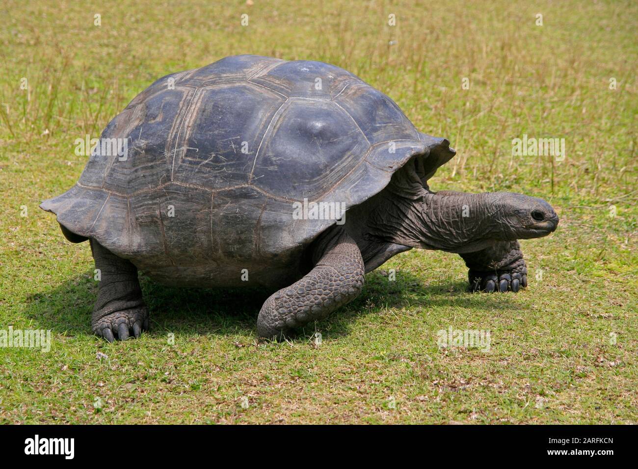 Aldabra tartaruga gigante sull'erba, (Aldabrachelys gigantea), Curieuse Island, Seychelles. Foto Stock