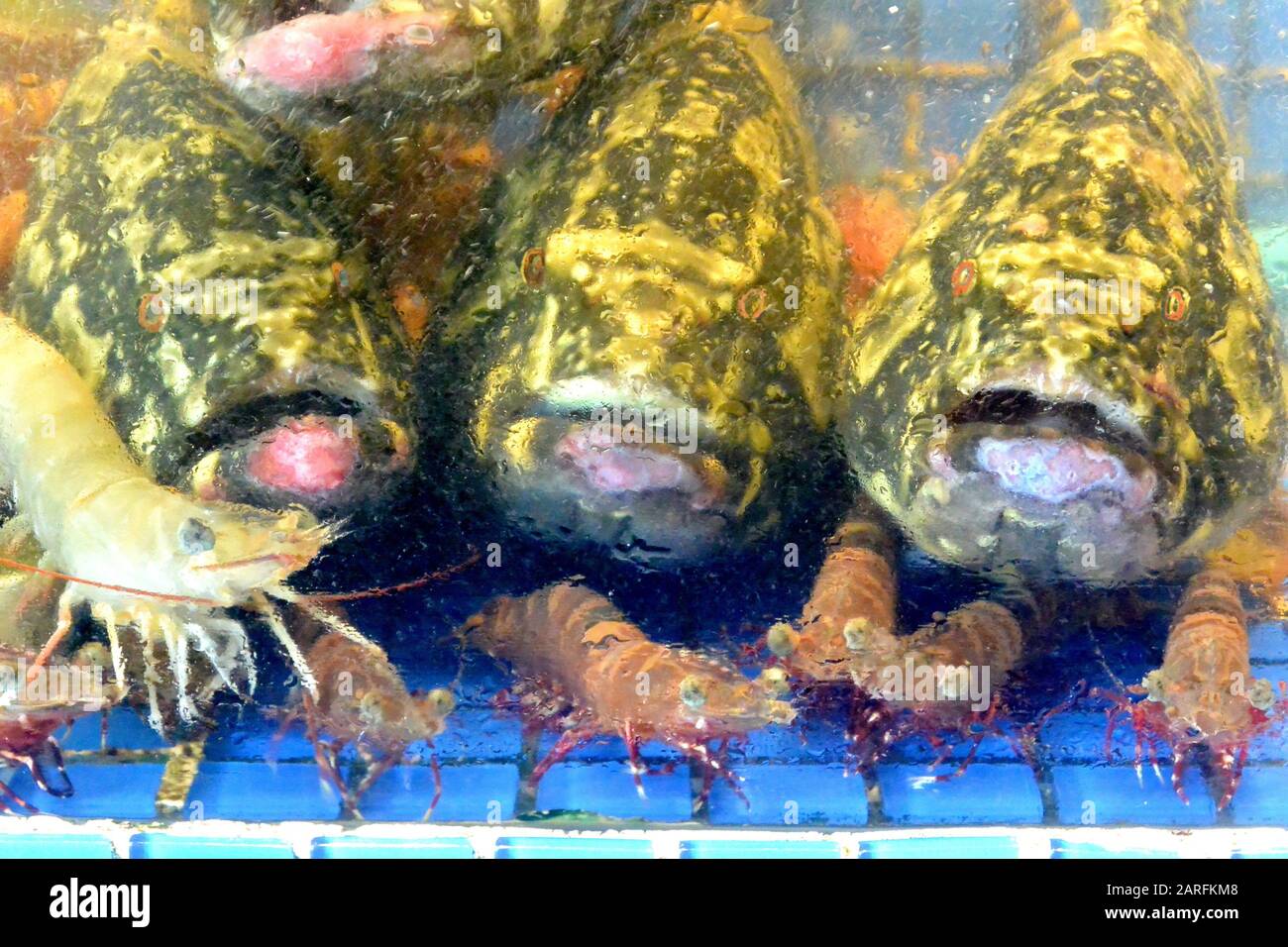 Vendita di mare Reef Stonefish e gamberetti in un mercato acquario, linea blu, Sihanoukville, Cambogia, Sud-est asiatico. Foto Stock