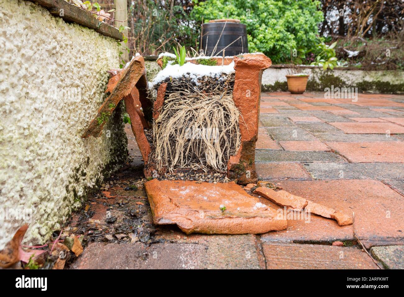 Danno da gelo a una grande pentola di piante di terracotta che si rompe esponendo radici di piante in tempo di congelamento - Scozia, UK Foto Stock