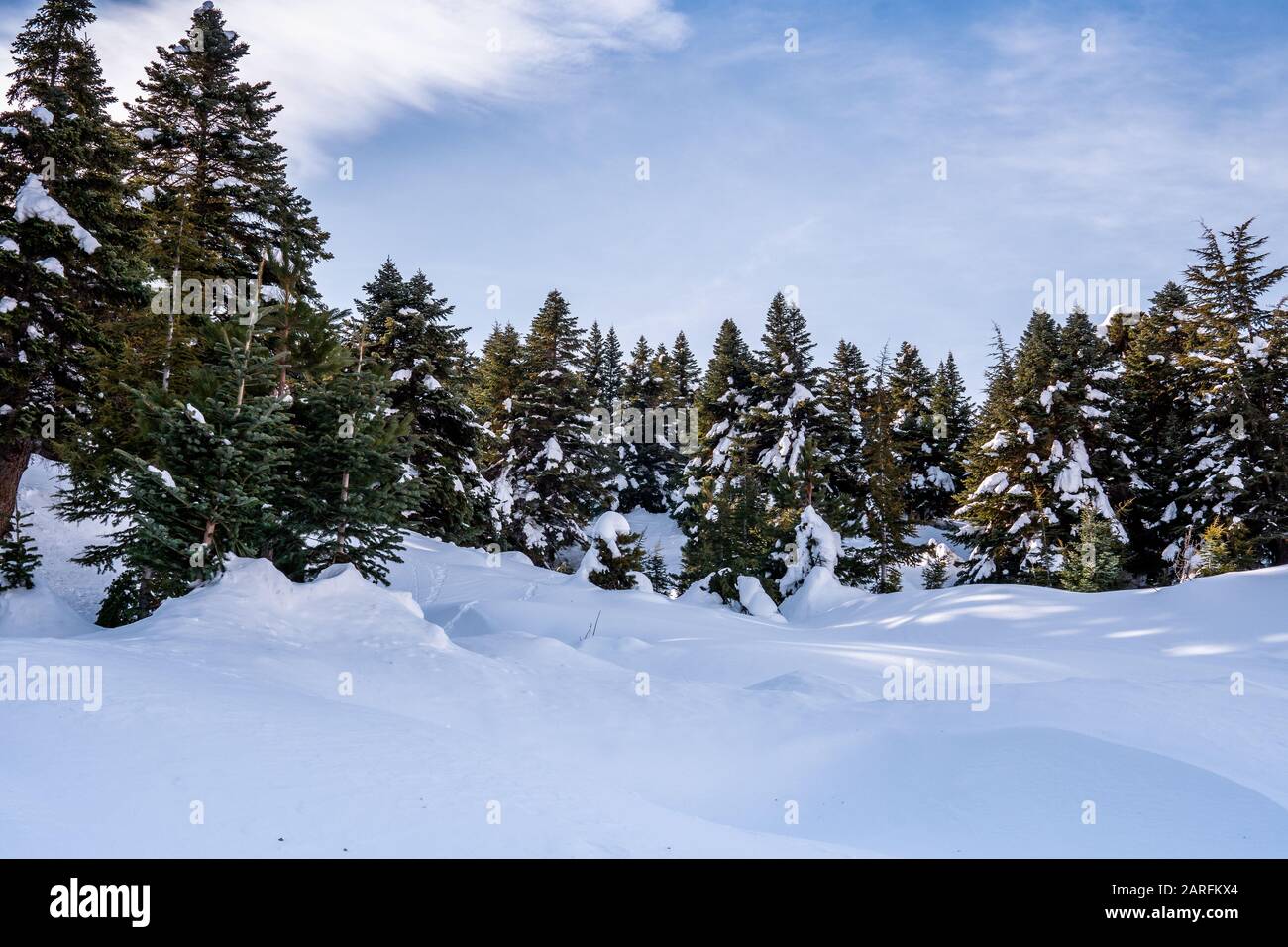 Bellissimo paesaggio invernale con alberi da cowered innevati sullo sfondo. Foresta frosty e concetto di vacanza invernale Foto Stock