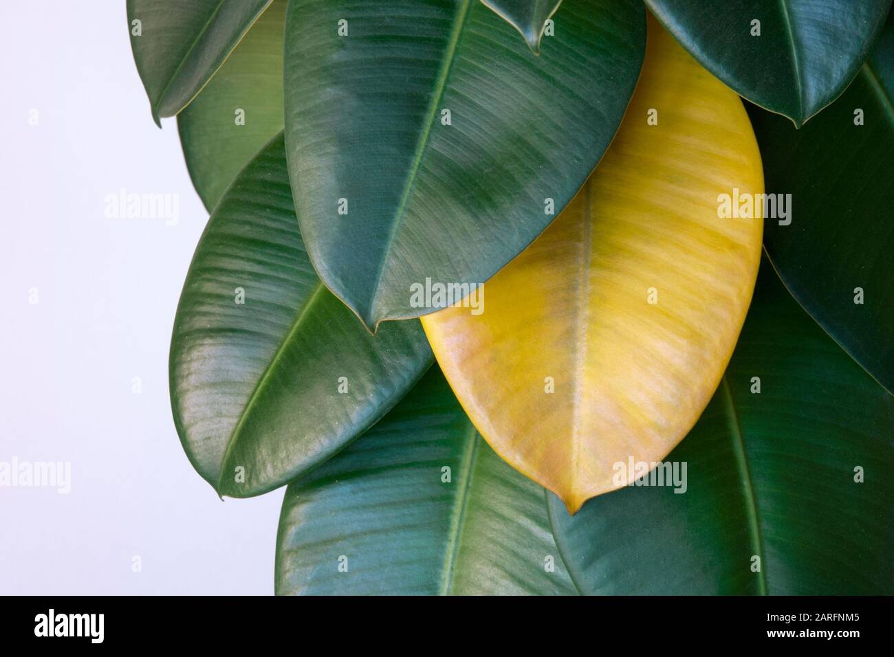 Foglia gialla appassita su gomma verde impianto ficus (Ficus elastica,  gomma Assam, albero di gomma indiana), ciclo di vita delle piante  domestiche Foto stock - Alamy
