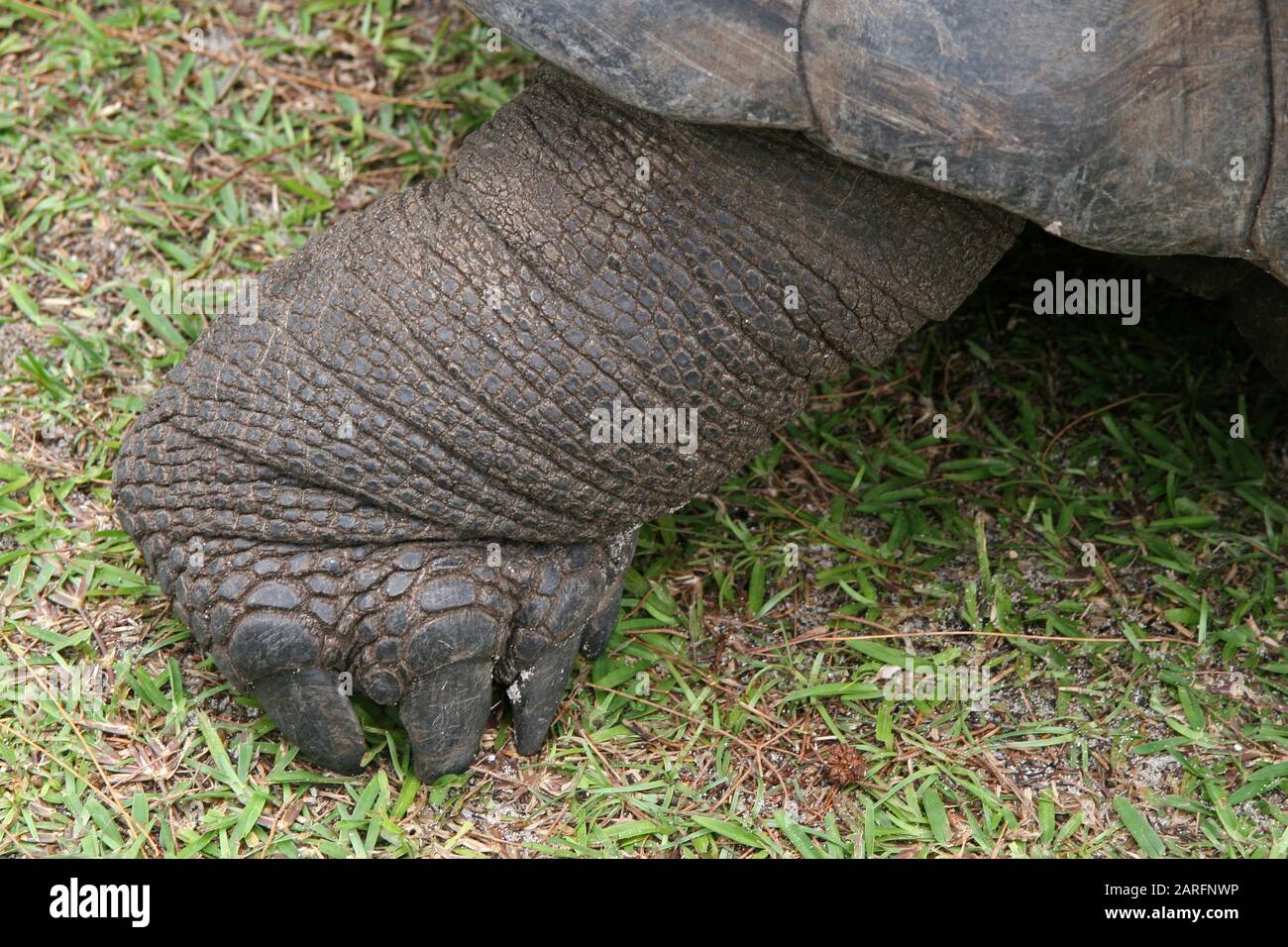 Gamba posteriore destra della tartaruga gigante aldabra sull'erba, (Aldabrachelys gigantea), Curieuse Island, Seychelles. Foto Stock