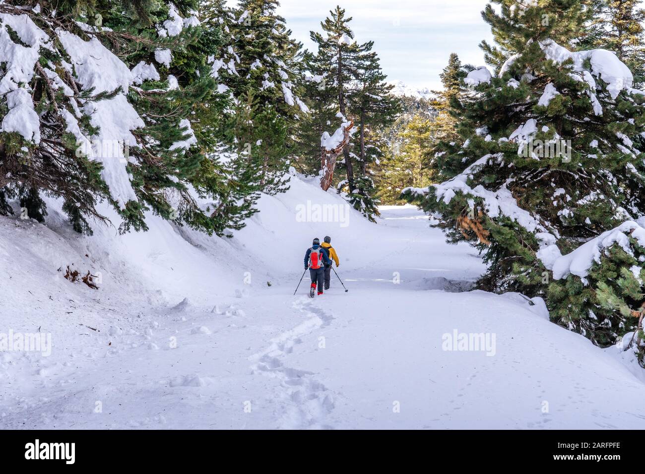 Due uomini sono escursioni nella foresta innevata sentiero bianco montagna. Concetto invernale di svago e paesaggio Foto Stock