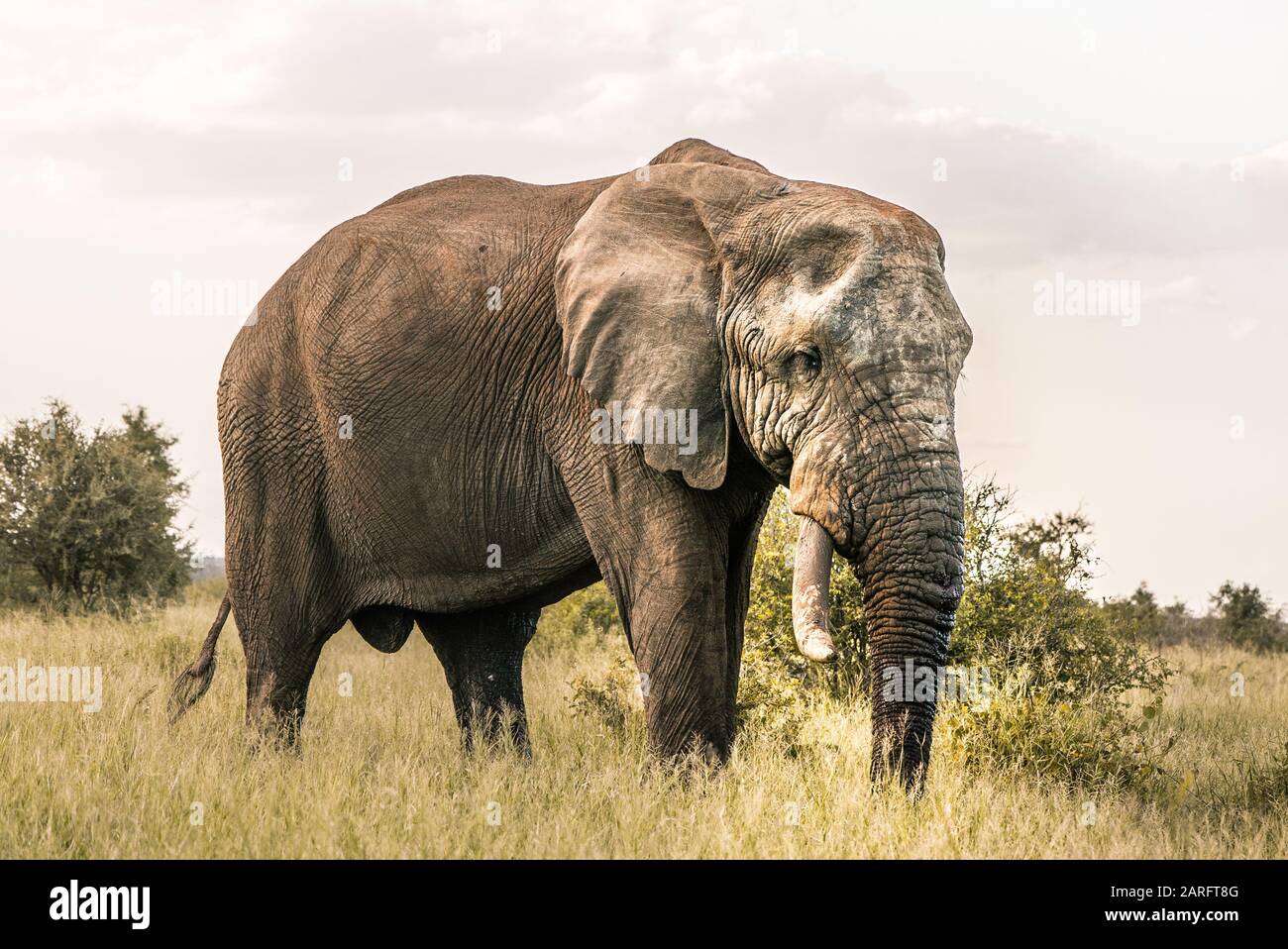 Big Elephant in piedi africani deserto, Kruger National Park Foto Stock