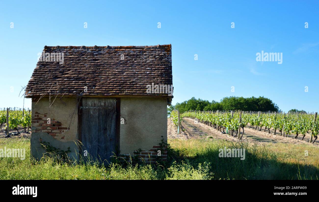 Un vigneto per la produzione di vino Foto Stock