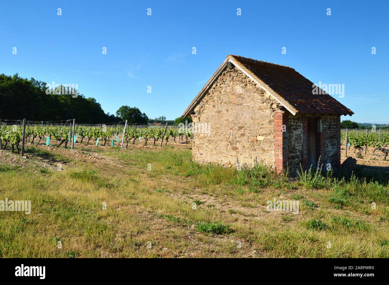Un vigneto per la produzione di vino Foto Stock
