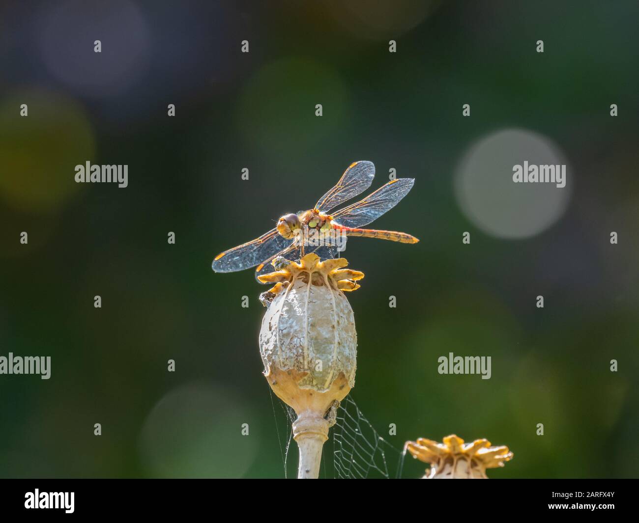 Darter Dragonfly Comune, Symetrum Strriolatum Foto Stock