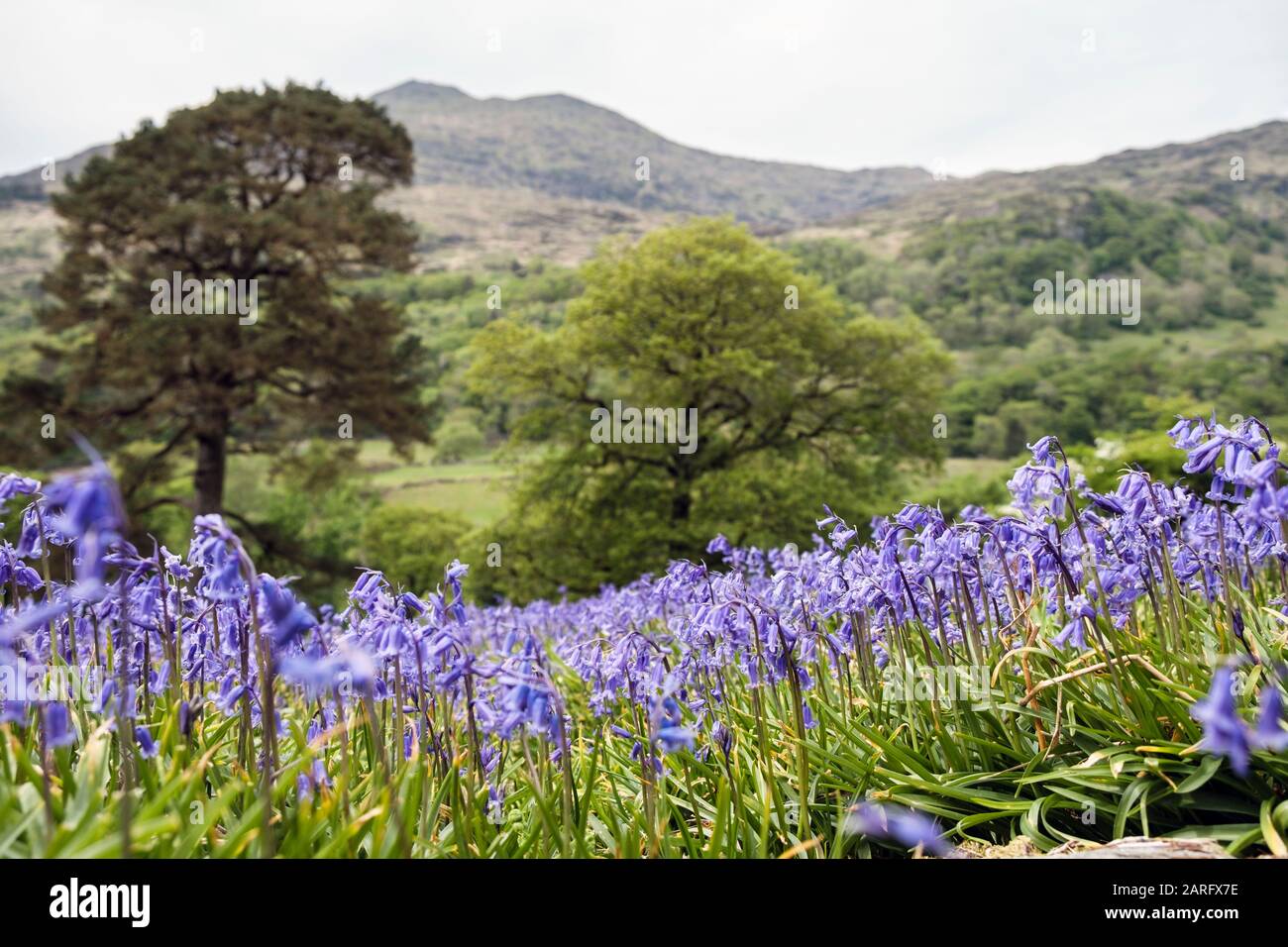 Vista a basso angolo e a fuoco chiuso di Bluebells in crescita su una collina aperta nel Parco Nazionale di Snowdonia in primavera. Nantgwynant, Gwynedd, Galles, Regno Unito, Gran Bretagna Foto Stock