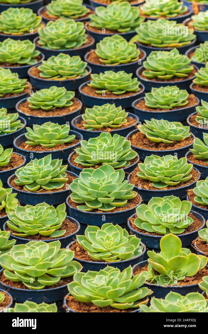Crescita di cactus di echeveria in una serra olandese Foto Stock Crescita di cactus di echeveria in una serra olandese Foto Stock