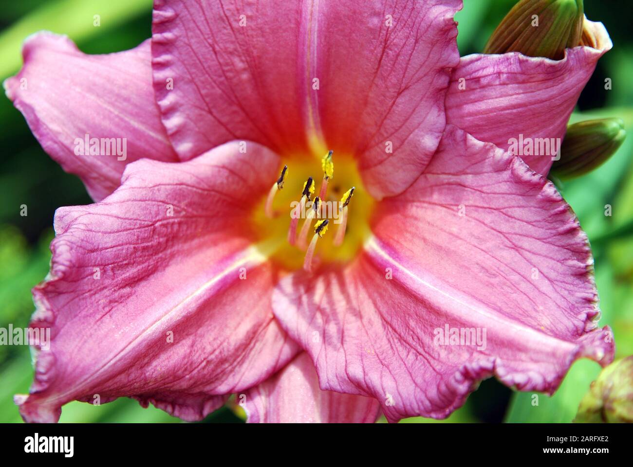 Vino Estivo Hemerocallis. Primo piano di un singolo fiore a schermo intero. Foto Stock