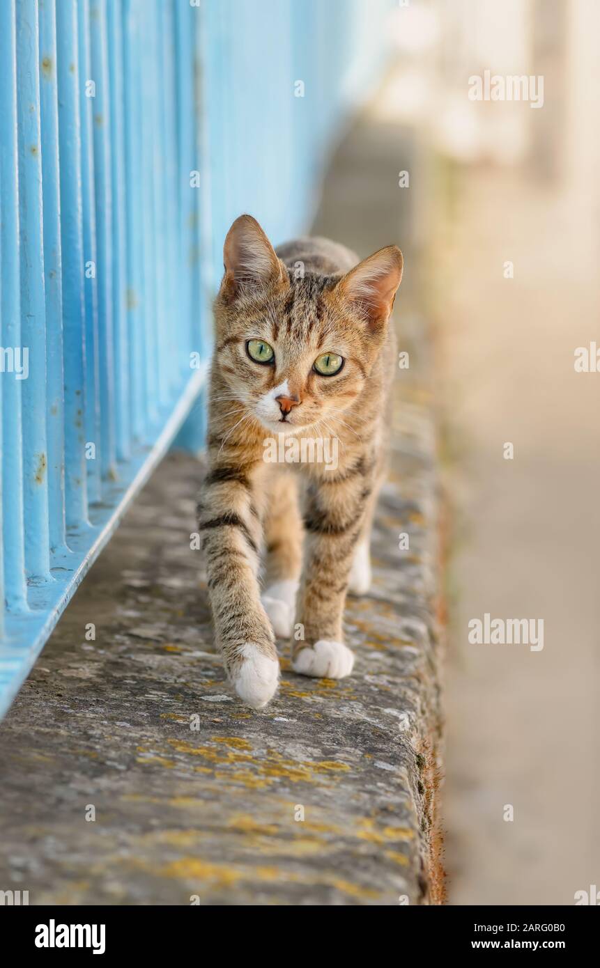 Carino giovane gatto tabby camminare su un muro di giardino con una recinzione di ferro blu sul lato della strada e curiosamente, Grecia, Europa Foto Stock