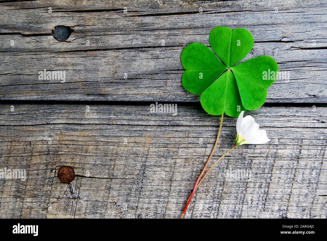 Trifoglio verde con quattro foglie e piccolo fiore bianco su sfondo grigio di legno Foto Stock