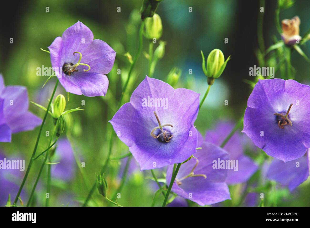 Palloncino Fiore, Tussock Bellflower, Campanula persicifolia o Campanula carpatica fiori di campana viola in giardino d'autunno Foto Stock