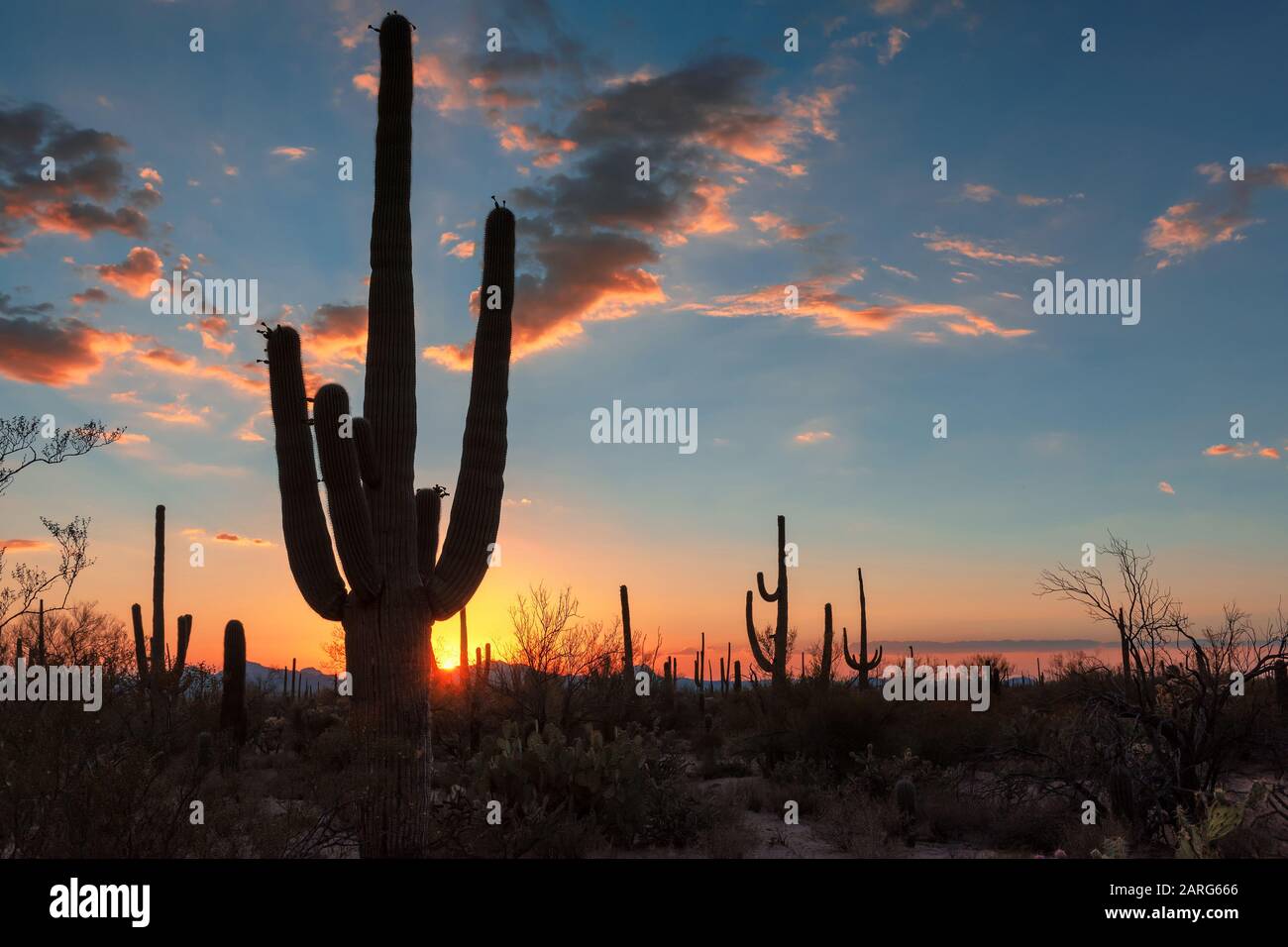 Cactus Saguaros al tramonto nel deserto di sonora vicino Phoenix, Arizona. Foto Stock