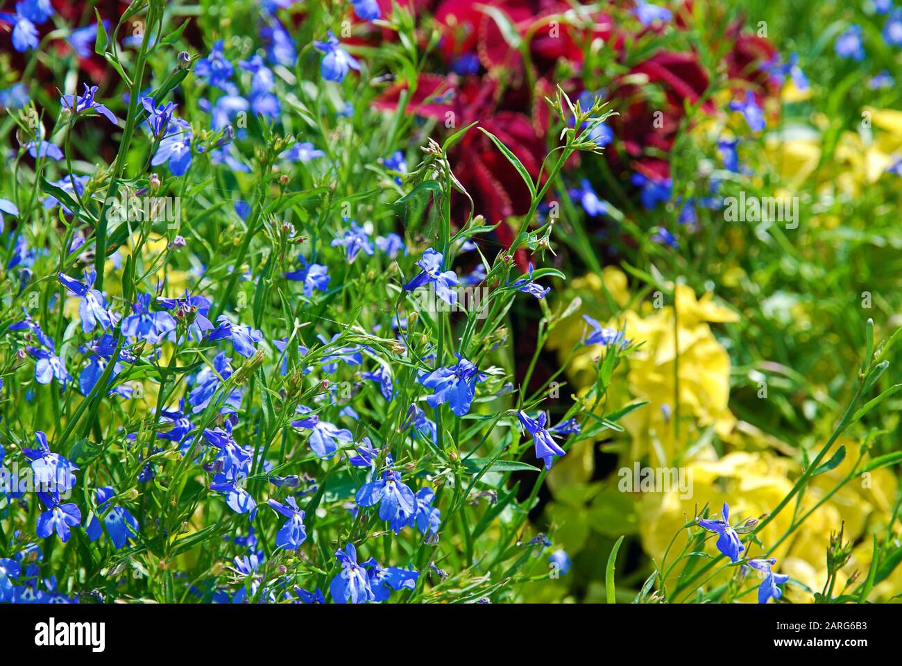Variopinto fiore estivo con piante fiorite nei colori blu, verde, giallo, rosso Foto Stock