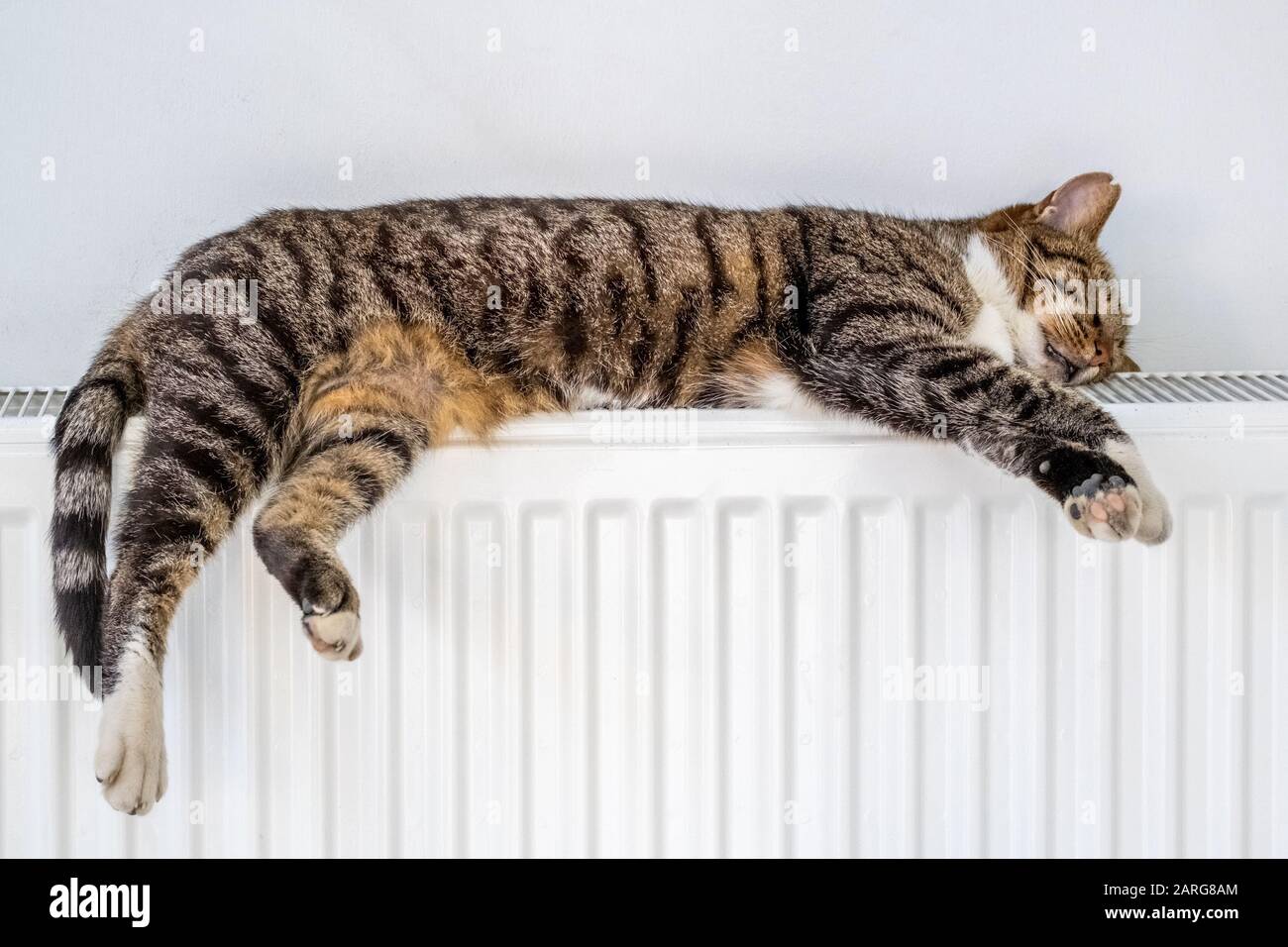 Senzatetto gatto tabby riscaldamento sulla batteria di riscaldamento dal muro in una stanza. Gatto tabby dorme su un radiatore caldo in una fredda giornata invernale. Foto Stock