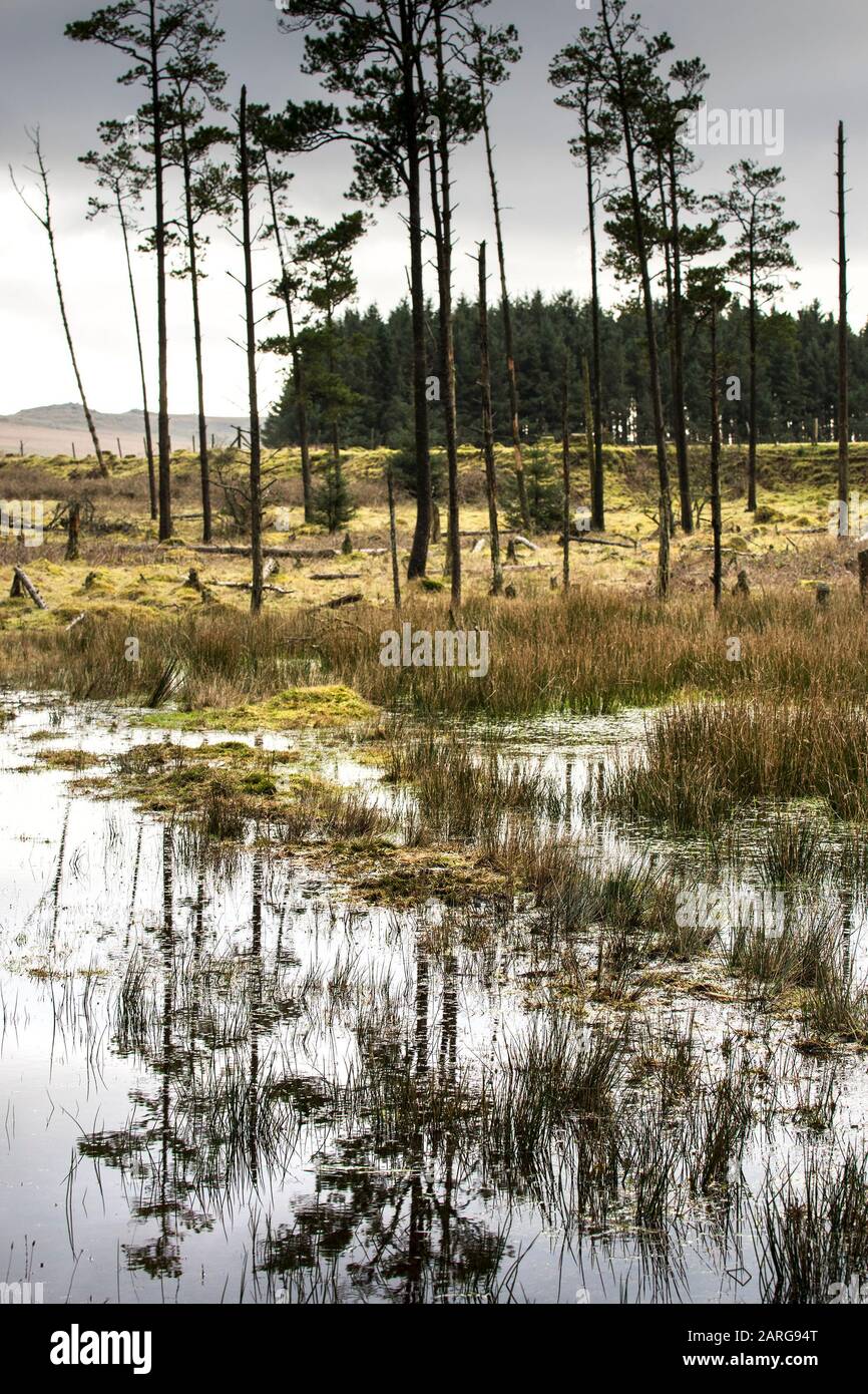 Riflessi di alberi in un laghetto a Davidstow Woods in Cornovaglia. Foto Stock