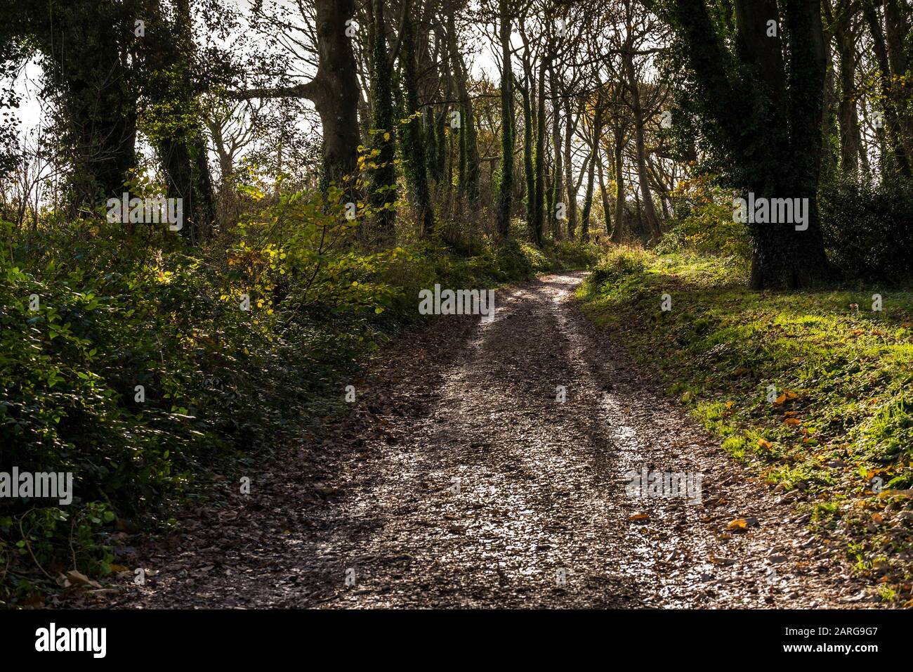 Un sentiero fangoso a Colan Woods, i terreni coltivati dello storico Fir Hill Manor nella parrocchia di Colan a Newquay in Cornovaglia. Foto Stock Un sentiero fangoso a Colan Woods, i terreni coltivati dello storico Fir Hill Manor nella parrocchia di Colan a Newquay in Cornovaglia. Foto Stock