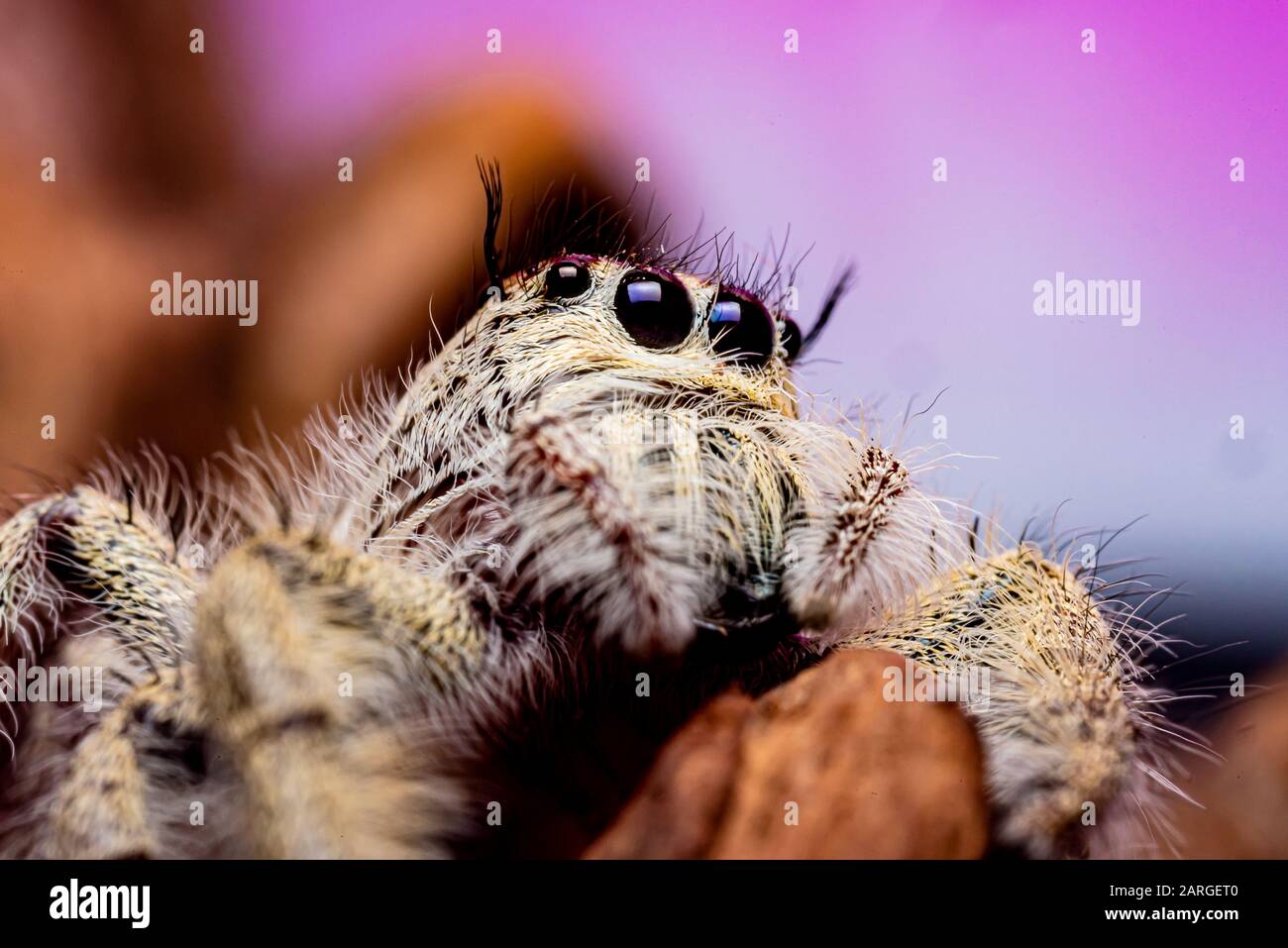 Close up Platycryptus undatus jumping spider. foto macro di insetti ed animali Foto Stock