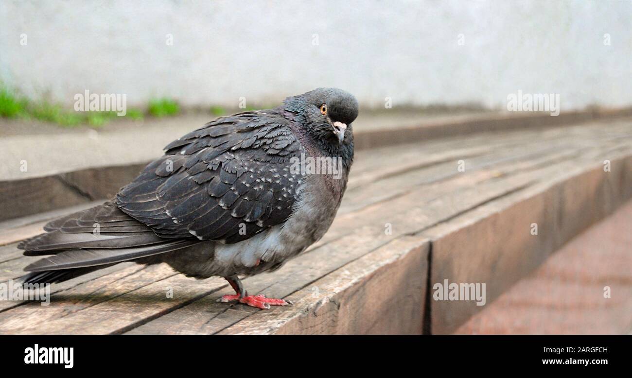 Un piccione grigio su panca di legno. La popolazione di piccioni nelle città è in crescita. I piccioni portano infezione e malattia Foto Stock