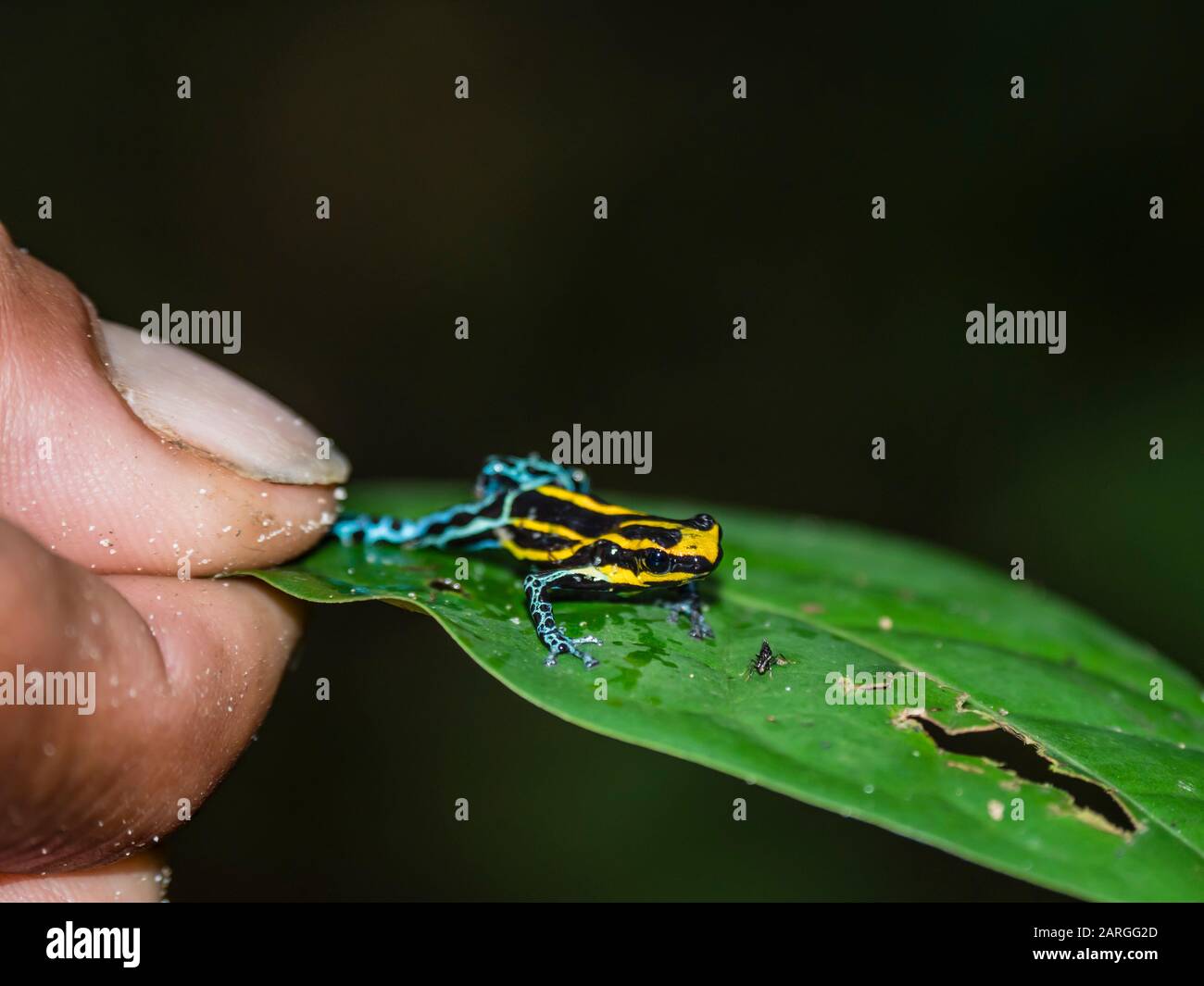 Una rana velenosa amazzonica adulta (Dendrobates ventromaculatus), sul fiume Maranon, vicino a Iquitos, Perù, Sud America Foto Stock
