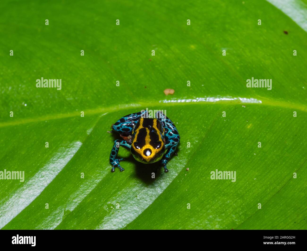 Una rana velenosa amazzonica adulta (Dendrobates ventromaculatus), sul fiume Maranon, vicino a Iquitos, Perù, Sud America Foto Stock