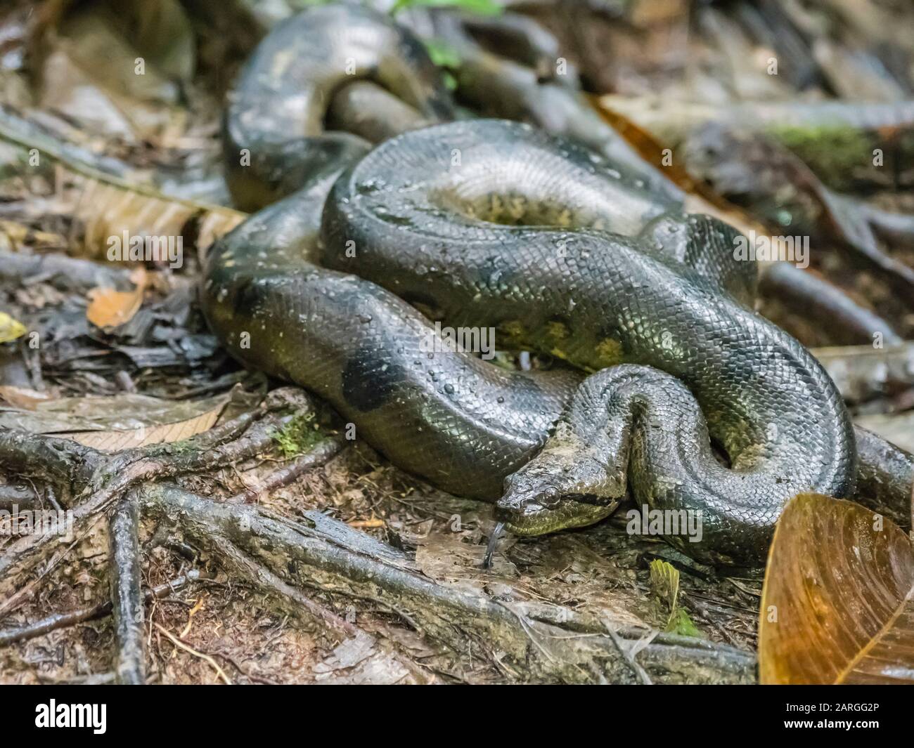 Un'anaconda verde adulta (Eunectes murinus), il fiume Maranon, il Bacino Amazzonico, Loreto, Perù, Sud America Foto Stock