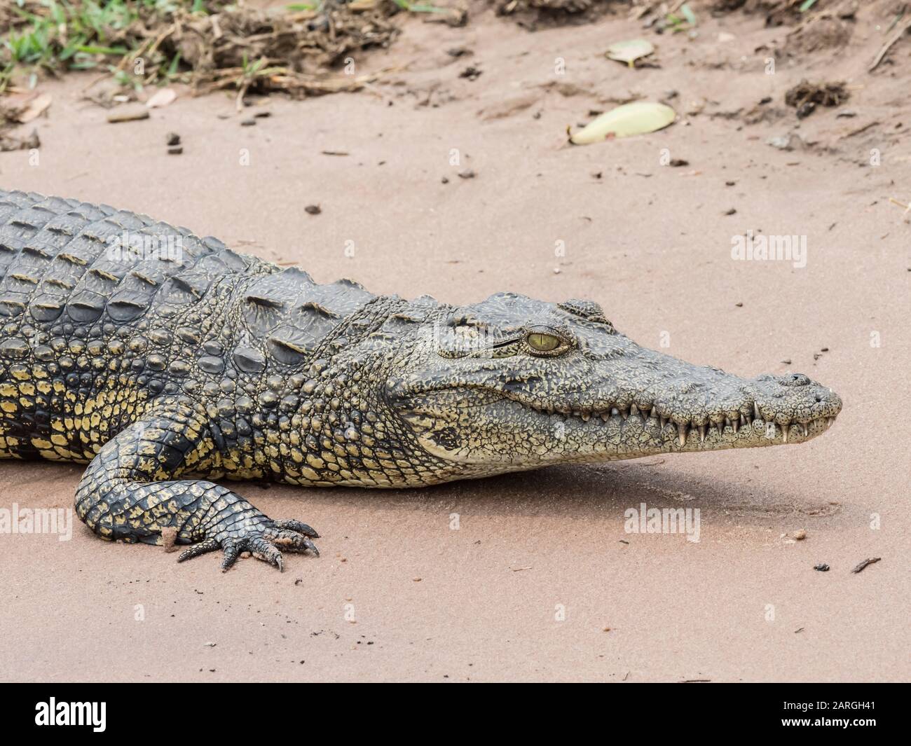 Un coccodrillo adulto del Nilo (Crocodylus niloticus) nel Parco Nazionale del Chobe, Botswana, Africa Foto Stock