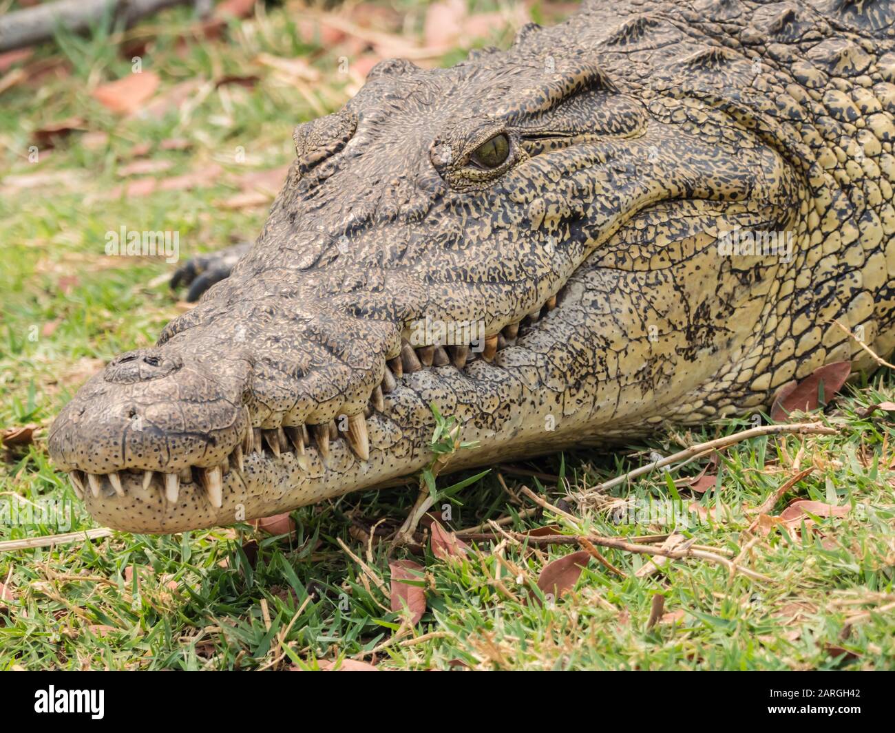 Un coccodrillo adulto del Nilo (Crocodylus niloticus), nel Parco Nazionale del Chobe, Botswana, Africa Foto Stock