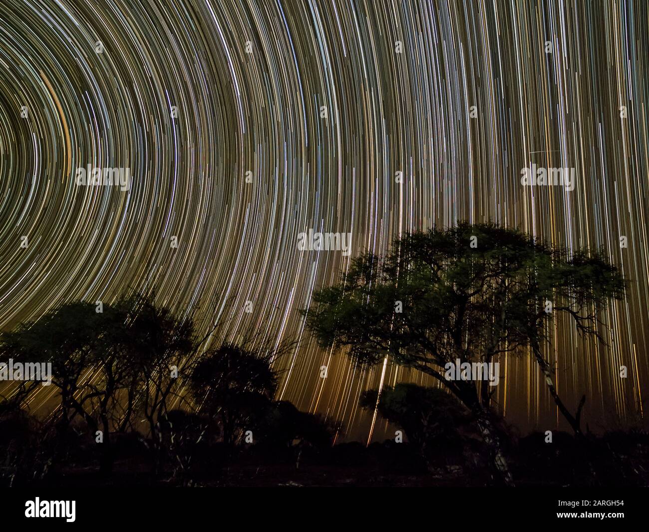 Il modo lattiginoso sopra alberi di acacia di notte nel Delta di Okavango, Botswana, Africa Foto Stock