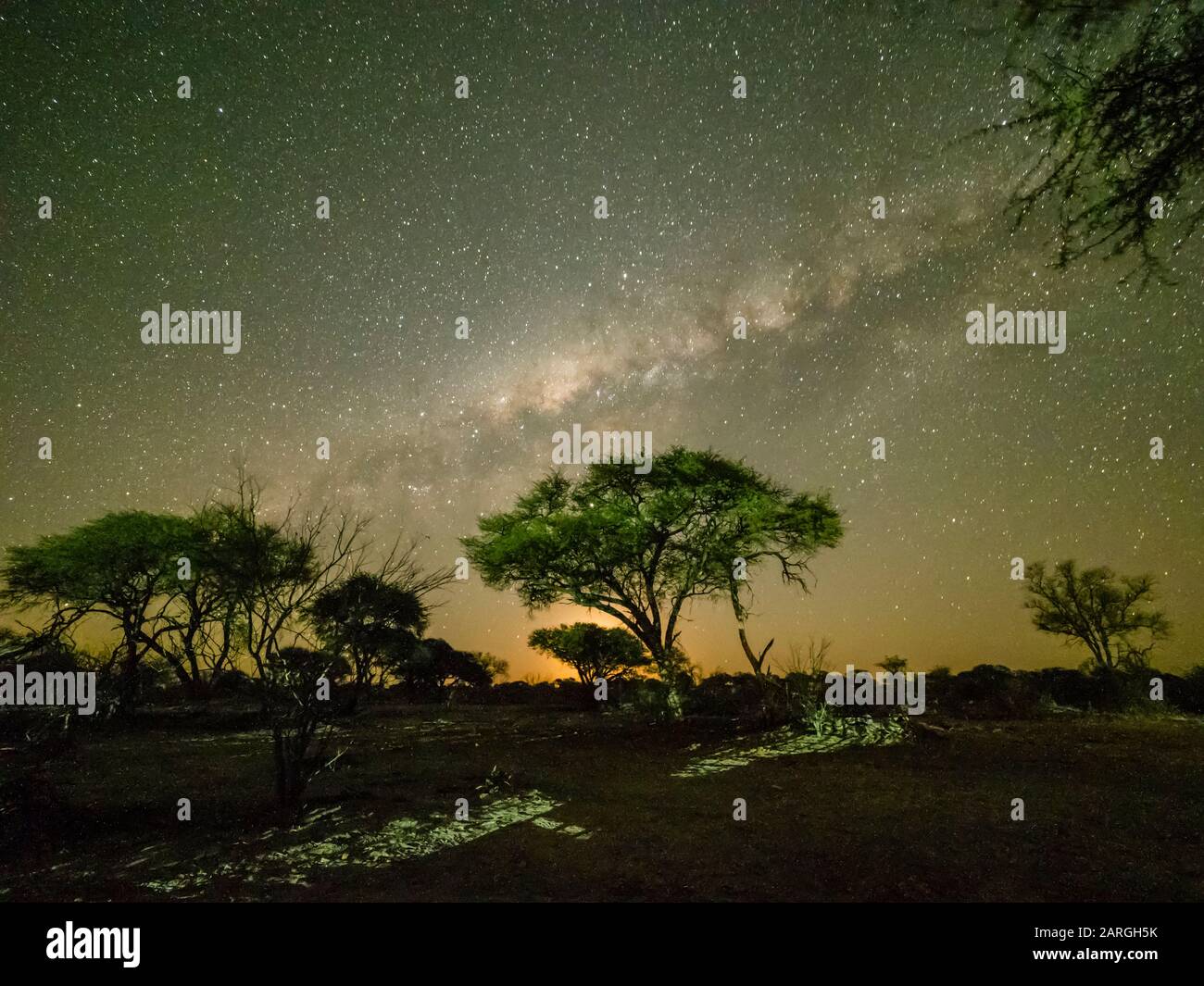 Il modo lattiginoso sopra alberi di acacia di notte nel Delta di Okavango, Botswana, Africa Foto Stock