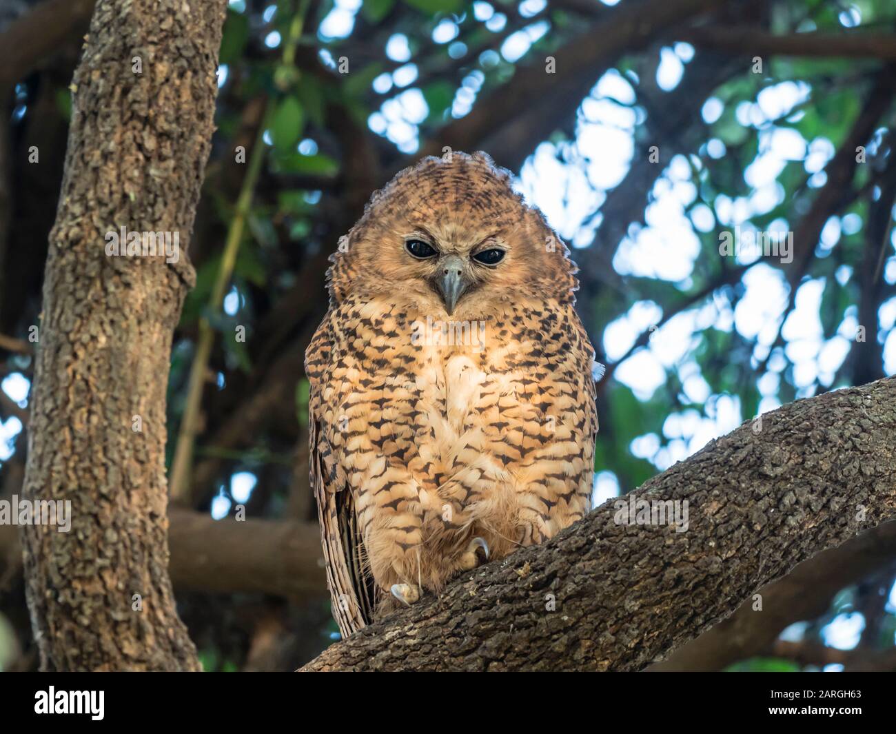Un giovane uccello da pesca (Scotopelia peli), nel Delta dell'Okavango, Botswana, Africa Foto Stock
