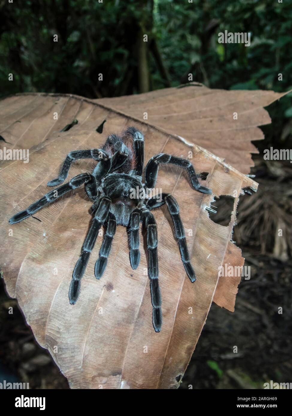 Un adulto peruviano pinktep tarantula (Avicularia juruensis), sul fiume Maranon, Nauta, Perù, Sud America Foto Stock