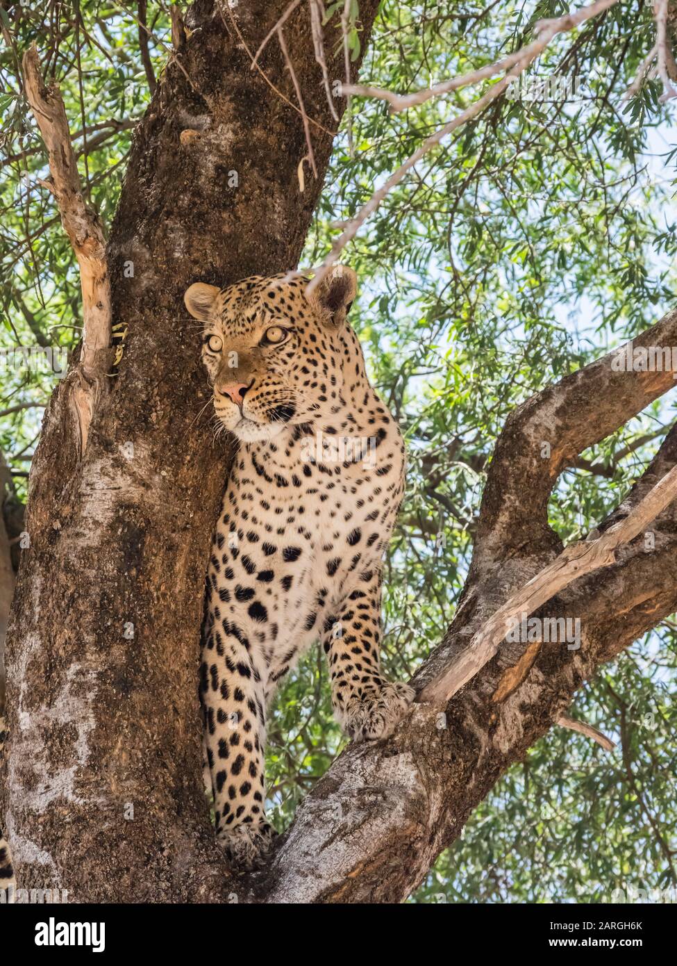 un leopardo adulto (Panthera pardus), fatto nutrirsi su un warthog che ha trascinato in su in un albero nel Parco Nazionale del Chobe, Botswana, Africa Foto Stock
