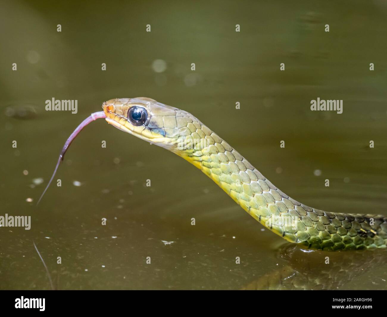 Un serpente di ulivo adulto (Chironius fuscus), nuoto a Belluda Creek, fiume Ucayali, Loreto, Perù, Sud America Foto Stock