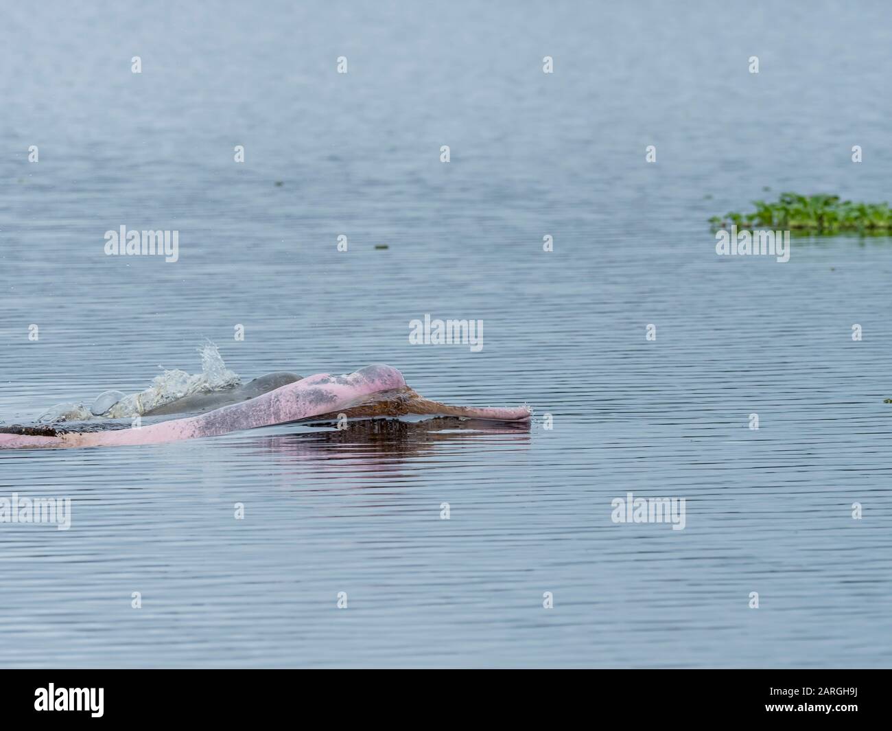 Delfini Rio Rosa Amazzonia Adulti (Inia Geoffrensis), Lago Yanayacu, Riserva Pacaya-Samiria, Loreto, Perù, Sud America Foto Stock