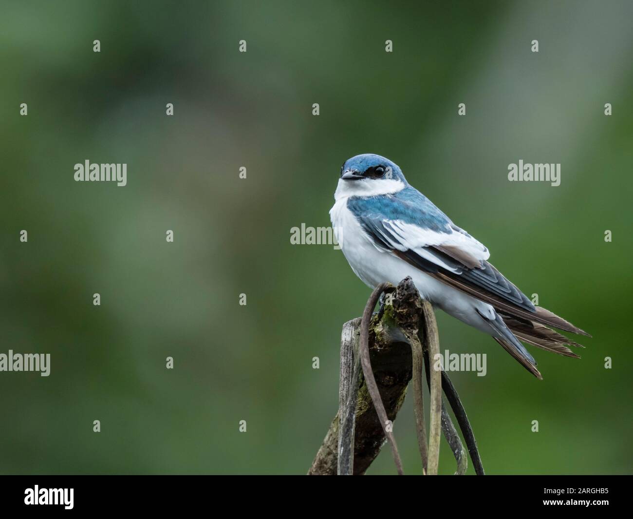 Una deglutizione adita bianca (Tachycineta albiventter), Belluda Creek, fiume Ucayali, Amazon River Basin, Perù, Sud America Foto Stock