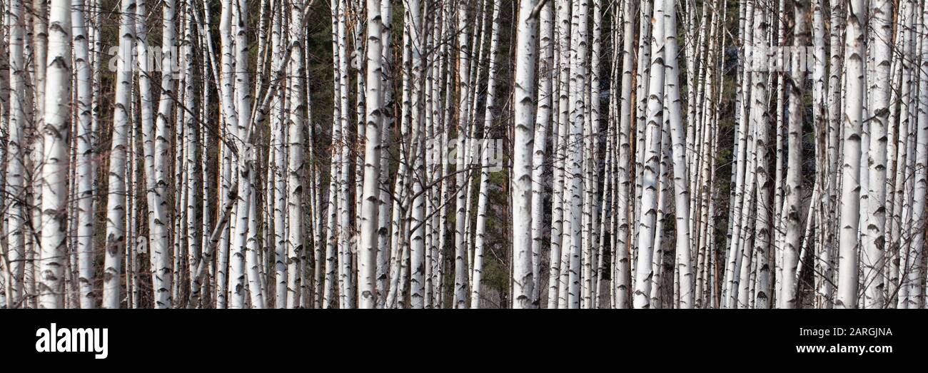 Molti birches nella foresta in una soleggiata giornata primaverile come sfondo Foto Stock