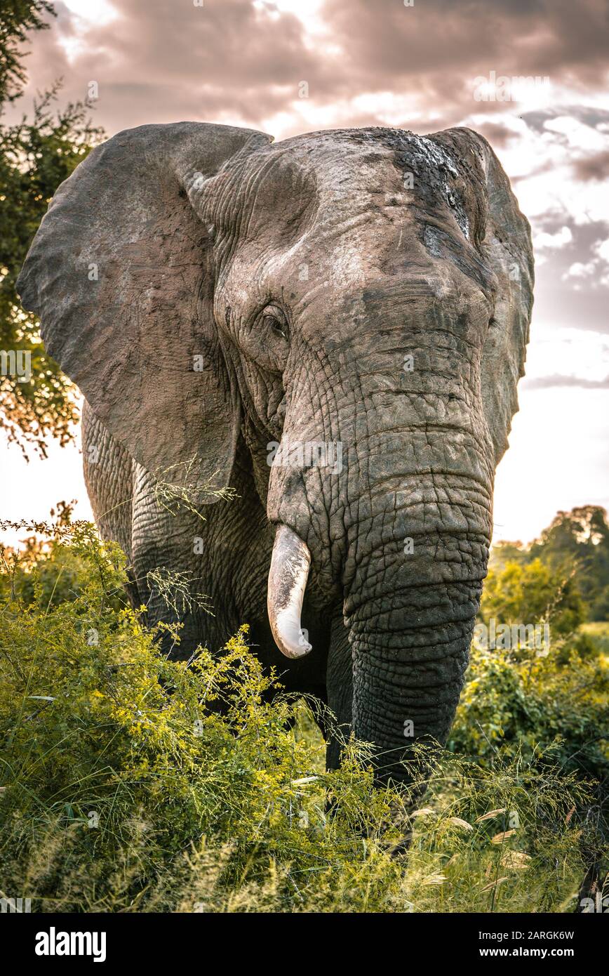L'imponente elefante bull si trova vicino alla macchina fotografica nella natura selvaggia dell'Africa, il Kruger National Park, Sud Africa Foto Stock