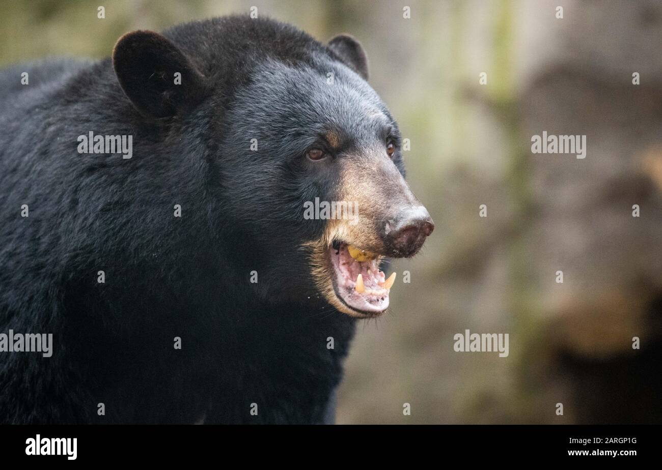 Osnabruck Zoo, Germania. 28 gennaio 2020, Bassa Sassonia, Osnabrück: L'orso nero 'Miele' mangia una mela nella recinzione dell'orso nero nel mondo animale nordamericano 'Manitoba' allo Zoo di Osnabrück. L'animale proviene originariamente da Malta, dove è stato salvato dalle cattive condizioni di allevamento. Foto: Friso Gentsch/dpa credito: DPA Picture Alliance/Alamy Live News Foto Stock