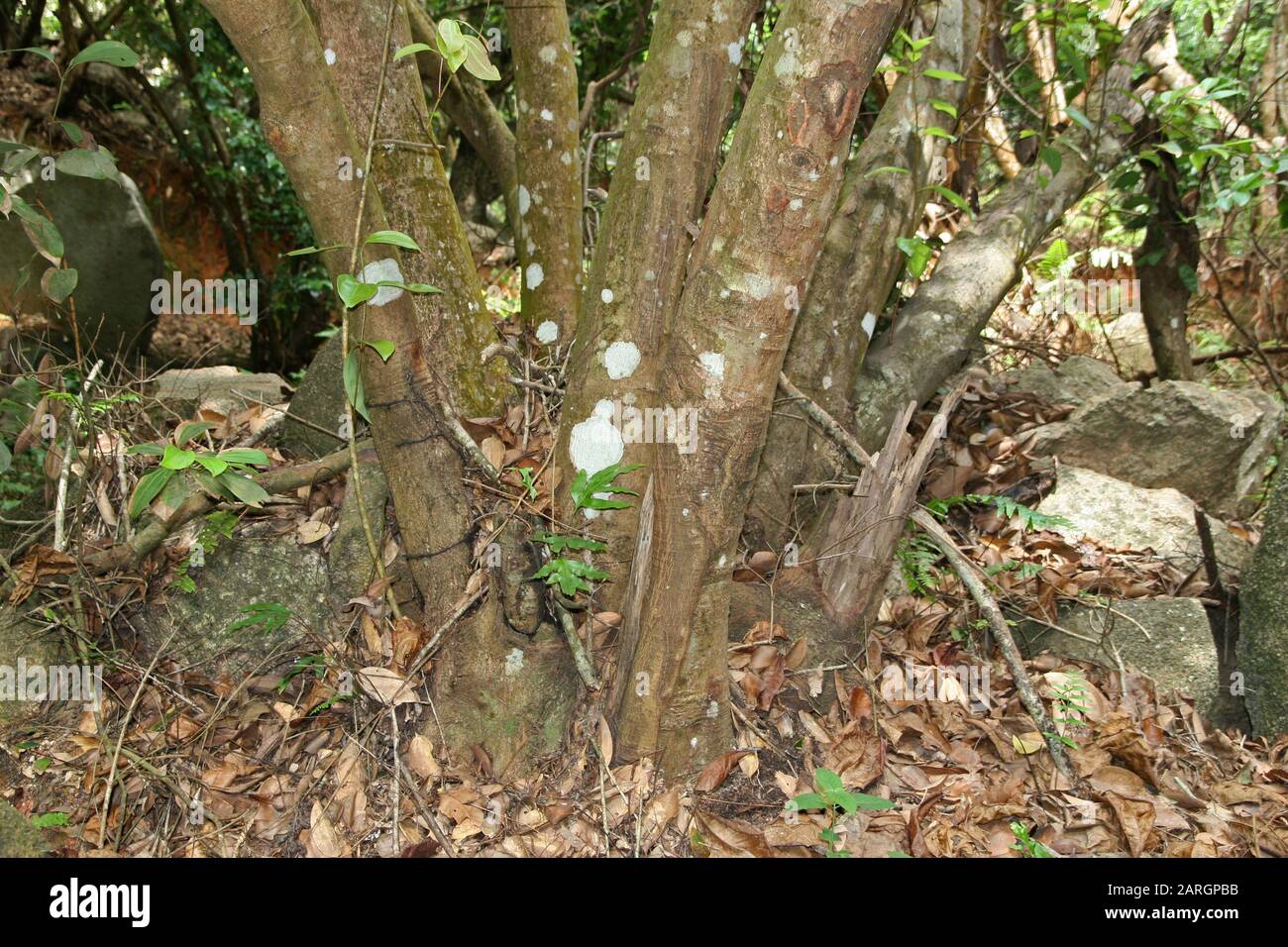 Base tronco albero cannella, (Cinnamomum verum), la Digue, Seychelles. Foto Stock