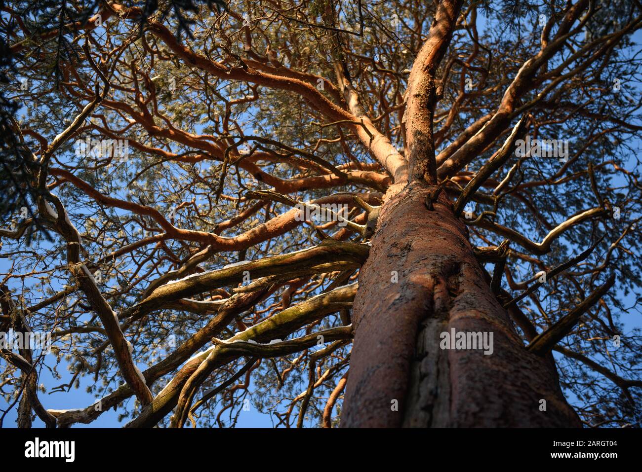 Un vecchio pino alla luce del sole in una giornata gelida nella foresta. Foto Stock