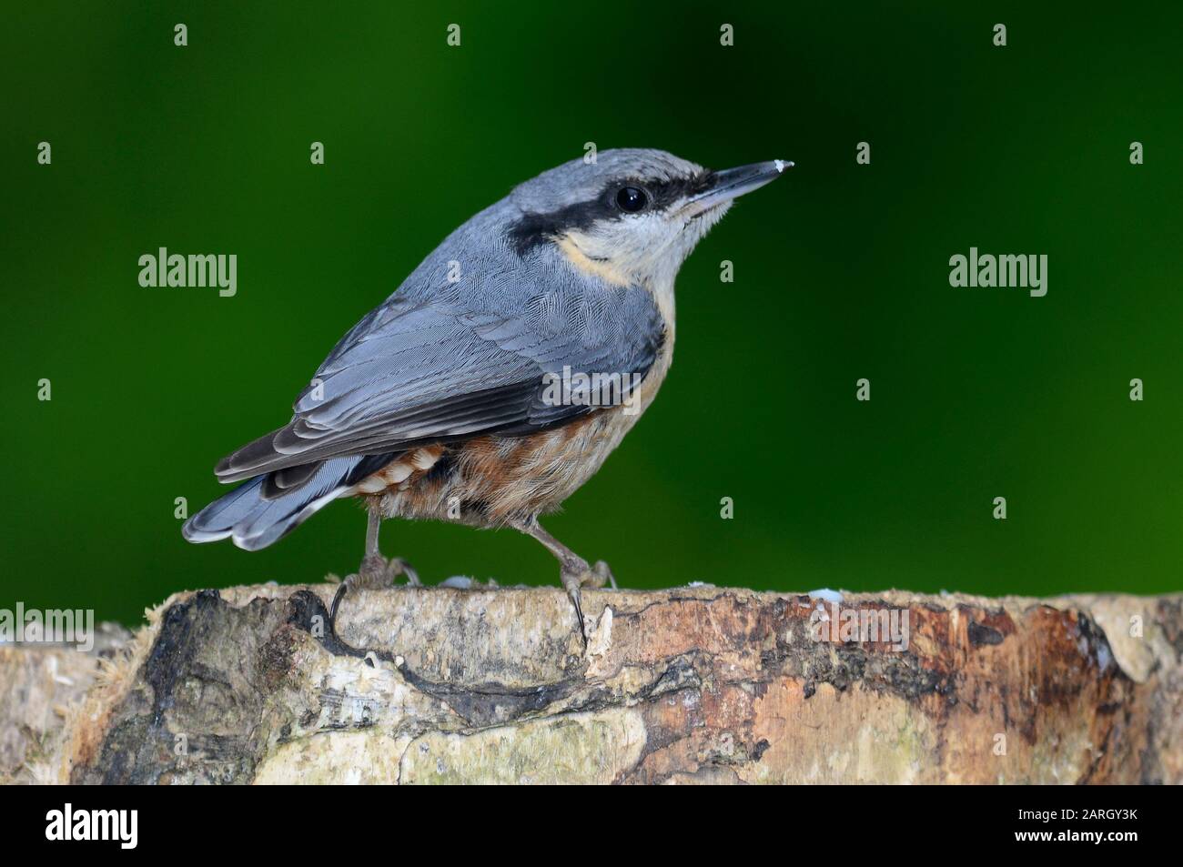 nuthatch adulto in estate Foto Stock