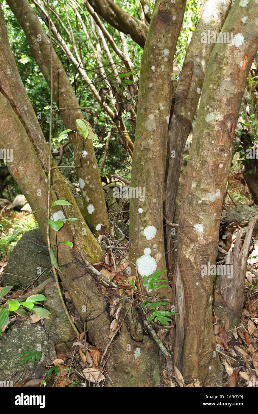 Base tronco albero cannella, (Cinnamomum verum), la Digue, Seychelles. Foto Stock